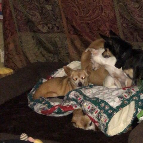 TheDavisRescues's tweet photo. Why does Tinkerbella have glowing red eyes?! - #Talladega &amp; #LorettaLynn https://t.co/0VQNFVQwrv