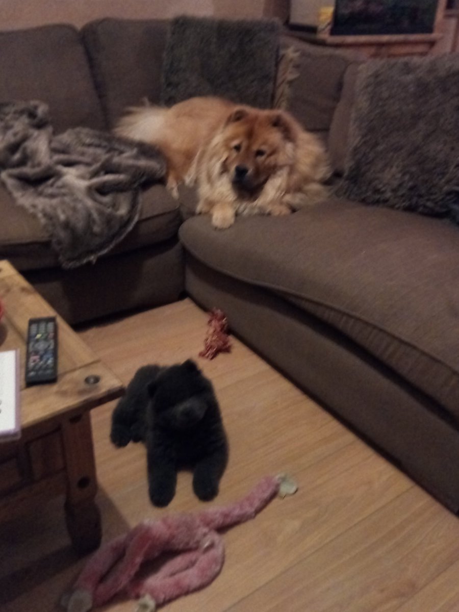 Smiley_person's tweet photo. Ushi is not normally allowed on the sofa but she's trying to hide from my new addition Gerry who keeps chasing her! :) https://t.co/FtkHttPzjf