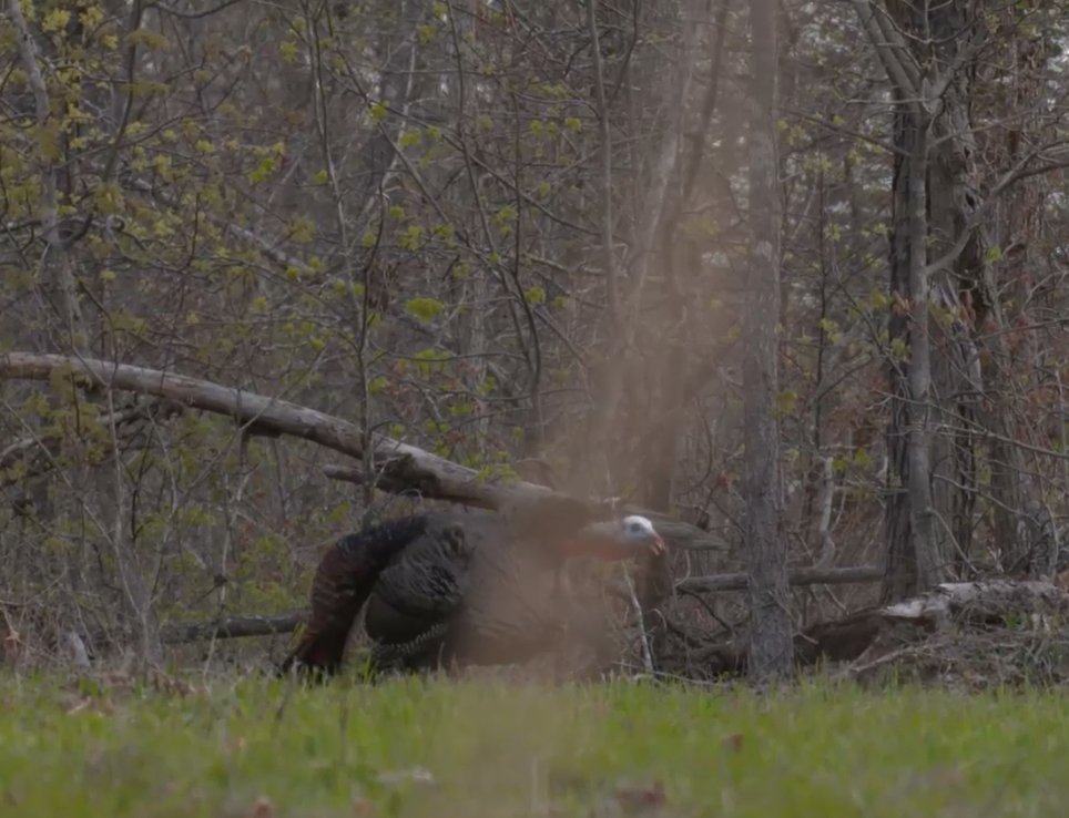 eddieturkeyman's tweet photo. He wants to come take a look! https://t.co/Q4WUaJkOLD