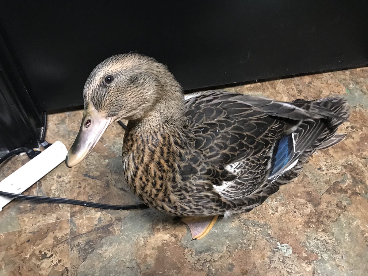USPetPsychic's tweet photo. Lilly says, “More mealworms, please!” #petpsychic #duck https://t.co/yzmTVQge6v