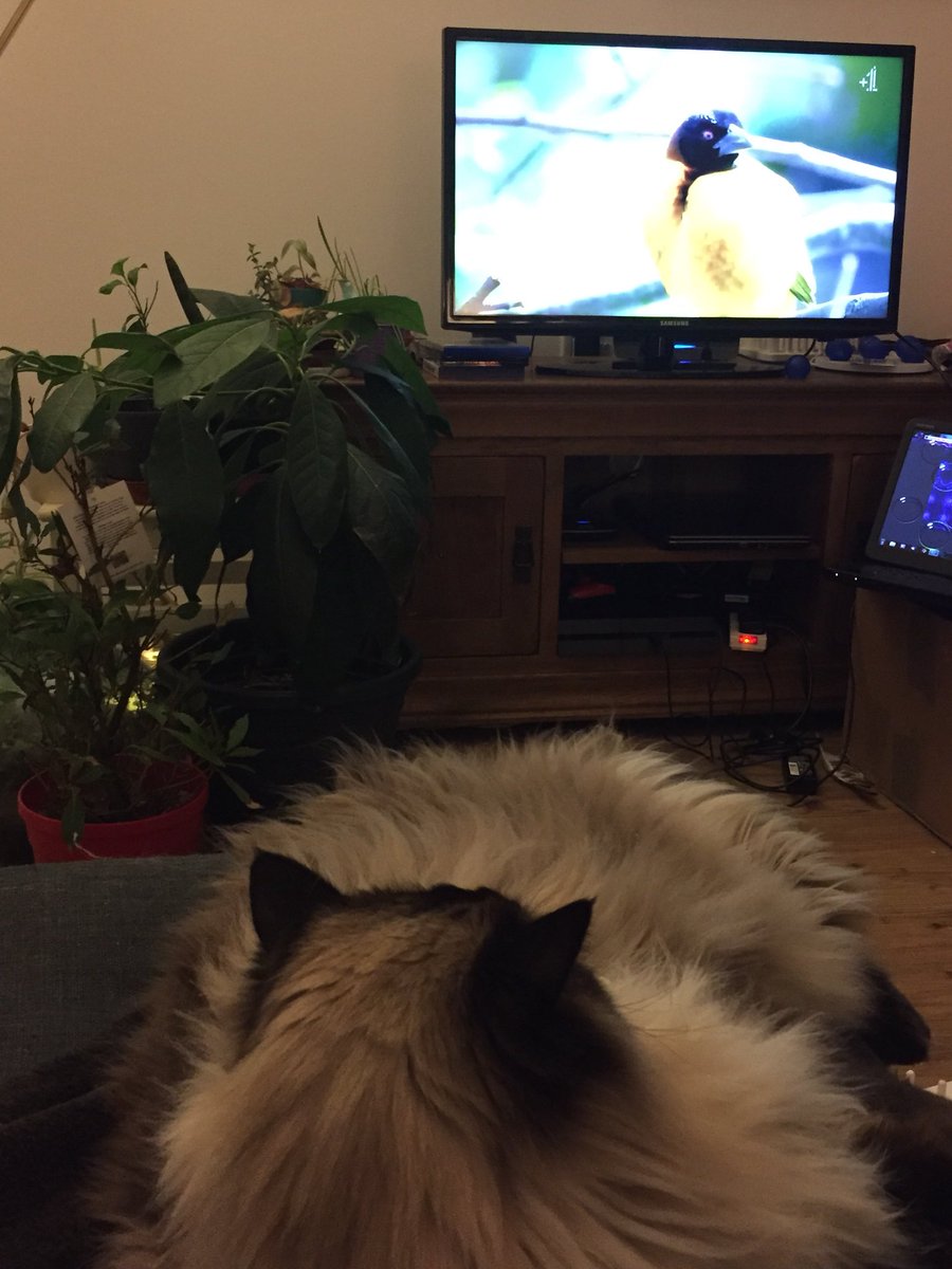 HerculeCat's tweet photo. Watching a cookery show #thezoo #caturday #catsoftwitter https://t.co/mwhKjWw6Es