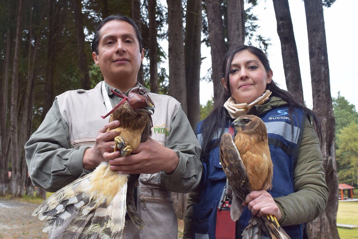 OnceNoticiasTV's tweet photo. 📸 Personal de la @PROFEPA_Mx liberó dos gavilanes rastreros en el parque “Hermenegildo Galeana”, ubicado en el municipio de Tenancingo, Edomex. https://t.co/n2tP2JYAKc