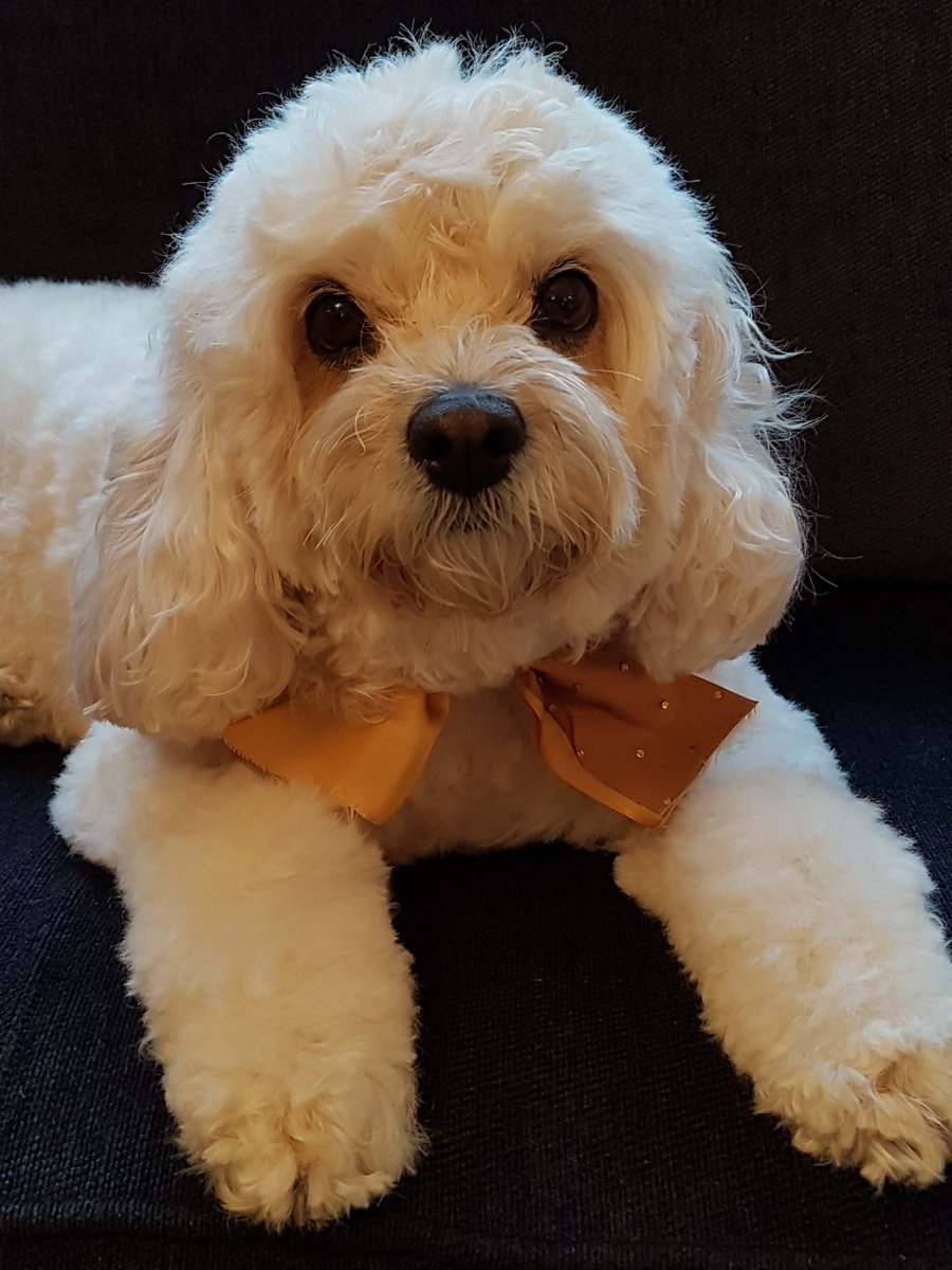 turquoisebeach's tweet photo. @PetsatHome
"Roses are Red
Violets are Blue
There's no love in the world like I have for my Cavapoo" ⚘
#VIPRhyme https://t.co/1UVdEfXHsa