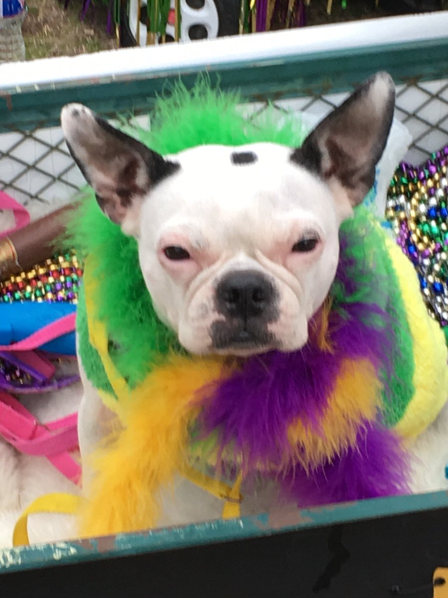Mardi Gras! Pre-parade, even the dogs join in! #bestdogaward #mardigras #wesmonroela #daywithmyson