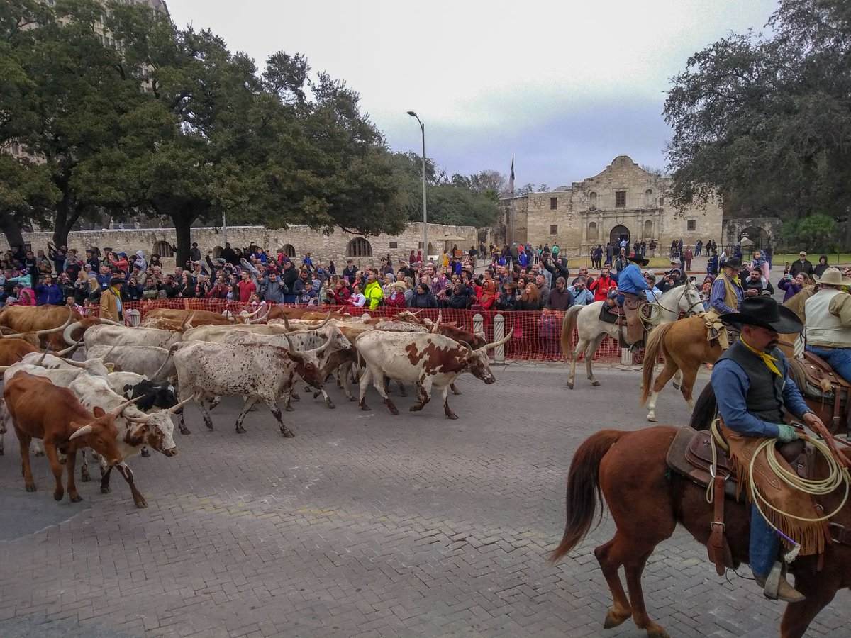OfficialAlamo's tweet photo. Well this isn't a sight you see very often! A herd of Longhorns passing the Alamo during the @SanAntonioRodeo Western Heritage Parade and Cattle Drive. https://t.co/3ZuqkVRKwN