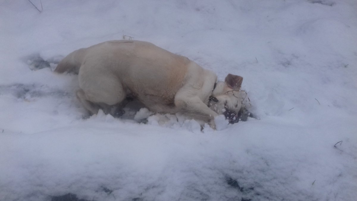 ianhunterishere's tweet photo. The dog rolling in the snow. https://t.co/SOwzFOrWnx