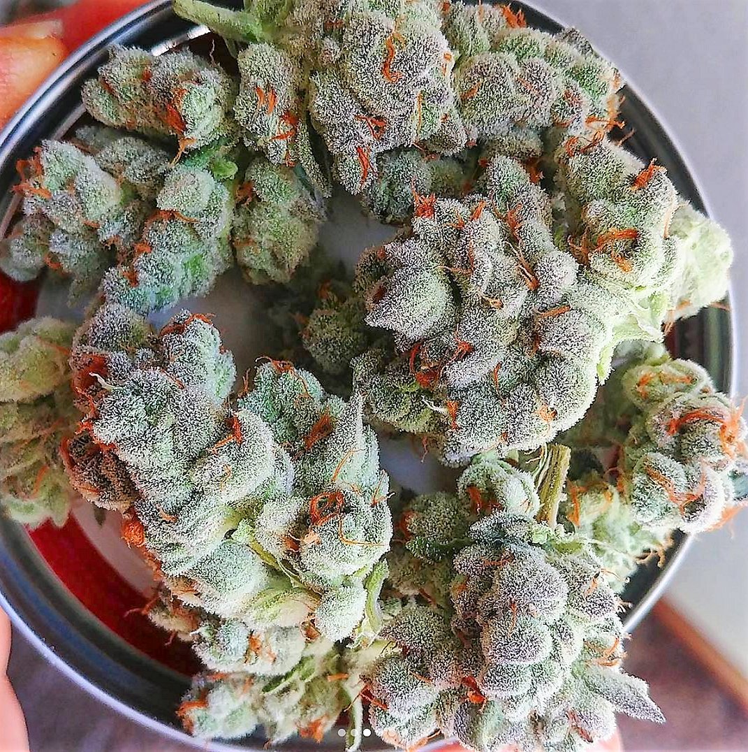HIGH_TIMES_Mag's tweet photo. Freeze dried Grandma's Cookies flowers 🍪👵

📷: Bred and grown by https://t.co/Gthokqkwba https://t.co/2rtQoBxrK7