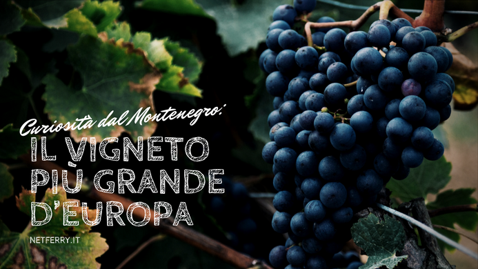 Ami il buon vino? Oggi ti proponiamo un viaggio alla scoperta del vigneto più esteso d'Europa, parti con noi: ow.ly/vodE30hV1Yt #viaggi #europa #vino
