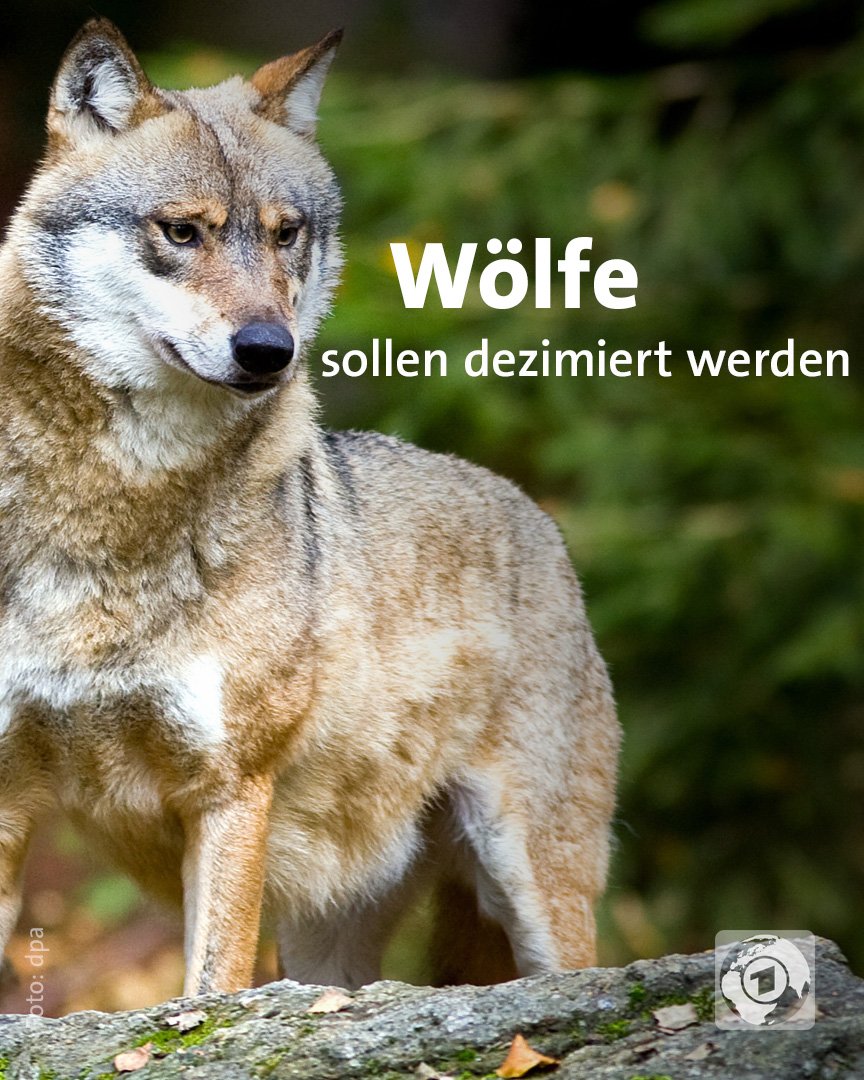 Ein Wolf