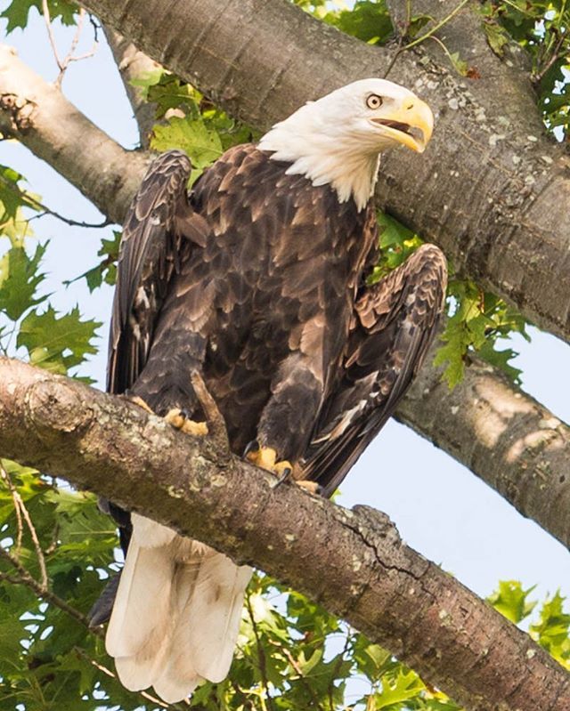 StratfordHall's tweet photo. Join us next Saturday morning, February 10, 2018 as we attempt to settle the debate: Are Birds Dinosaurs?
Event details at the link below!
#stratfordhall #visitstratford #geoseries ๐: https://t.co/NvNl2HP3OI https://t.co/F20b5W6ob4 https://t.co/e2cE8wDXzJ