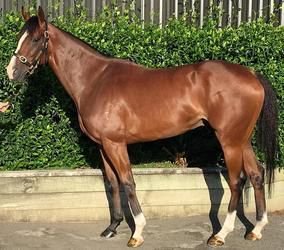 bldstckauction's tweet photo. NZ Lot 22: Peaceful Falls (NZ) 3yo gelding by NIAGARA, sire of stakes placed Xbox and Thunder Bay. INFO: https://t.co/G58KUd4a51  ⏰Final Auction Countdown starts Tues 6 Feb 7pm AEDT! #Bloodstockauction #WeeklyAuctions #Thoroughbreds https://t.co/VM8w9F9JFP