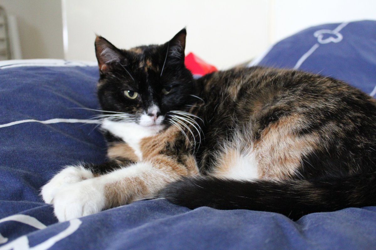 TheDutchSlayer tweet media