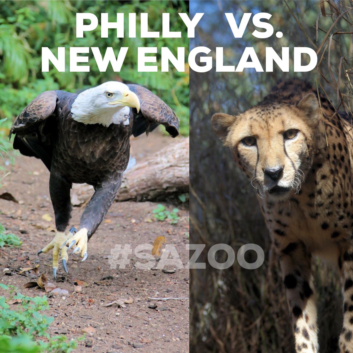 SanAntonioZoo's tweet photo. As Cowboys and Texans fans we’re having a hard time cheering for a #SuperBowl winner.  Usually we root for the team represented by an “animal” but this year we are truly torn. 

#GoPats #FlyEaglesFly #SAZoo #ZooTrolling #EaglesVSCheetahs #ZooJokes https://t.co/bKmQVlDqb1