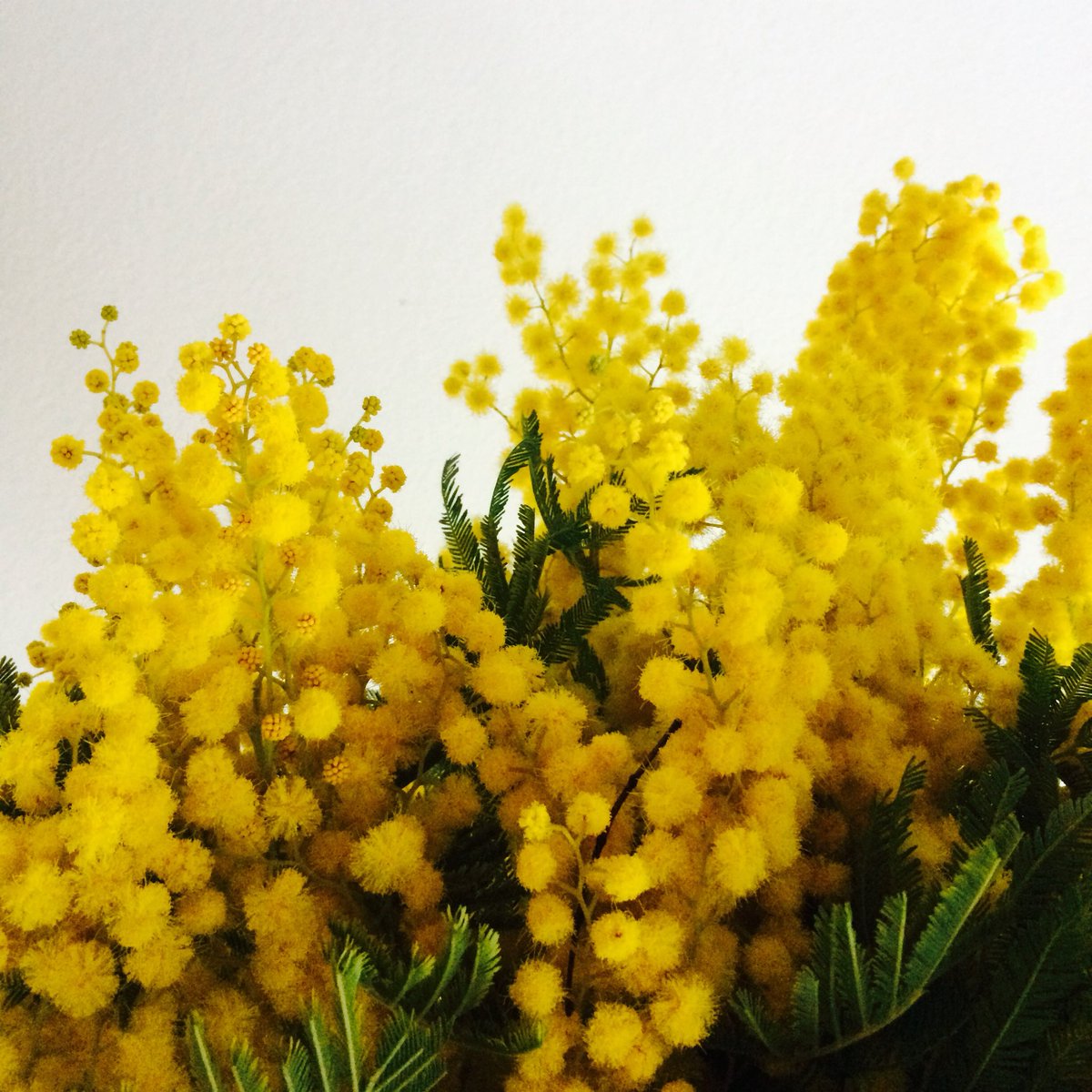 lifecoldclimate's tweet image. Day 19: wearng the last dregs of my @JoMaloneLondon Mimosa &amp;amp; Cardamom, one of the happiest, nicest scents ever. I hate repurchases (bc I bought this already! why is it gone?), but have to buy this again. #30daysofperfume #SOTD #jomalone #mimosaandcardamom