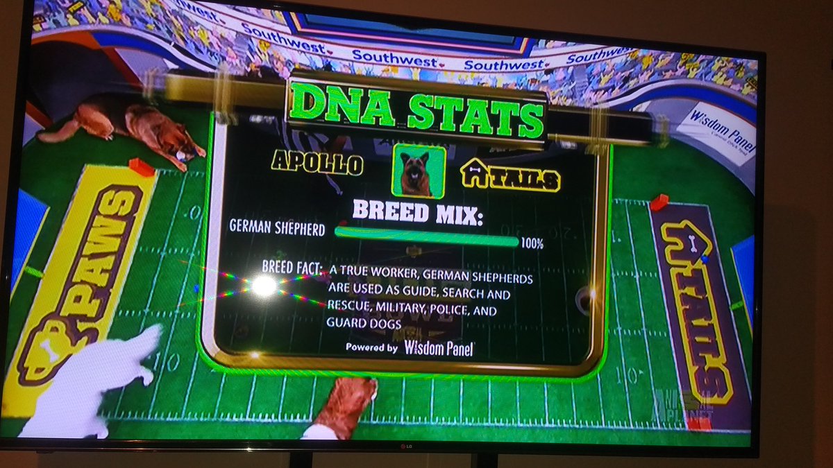AndrewKucy's tweet photo. Watching #DogBowl tonight! Go all doggos, especially Apollo on #TeamTails! https://t.co/CuoRYv6tZX