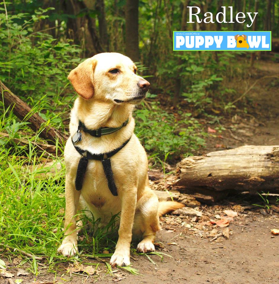 McCaskillOffice's tweet photo. Meet Radley!
AKA: Mr. Boo Radley
FUN FACT: Mr. Boo used to be an @LLBean model. Dashingly outdoorsy with a soft spot for hiking in the Ozarks, you’ll now find him setting up basecamp on his human’s Forbidden Couch. #PuppyBowl https://t.co/08Suc6zQw1
