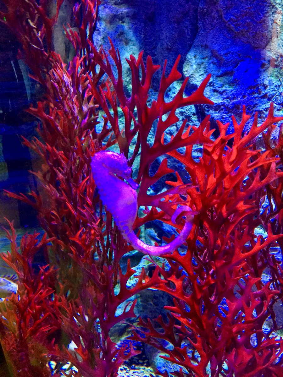 cyndarelli's tweet image. #learningnewstuff @SEALIFECC