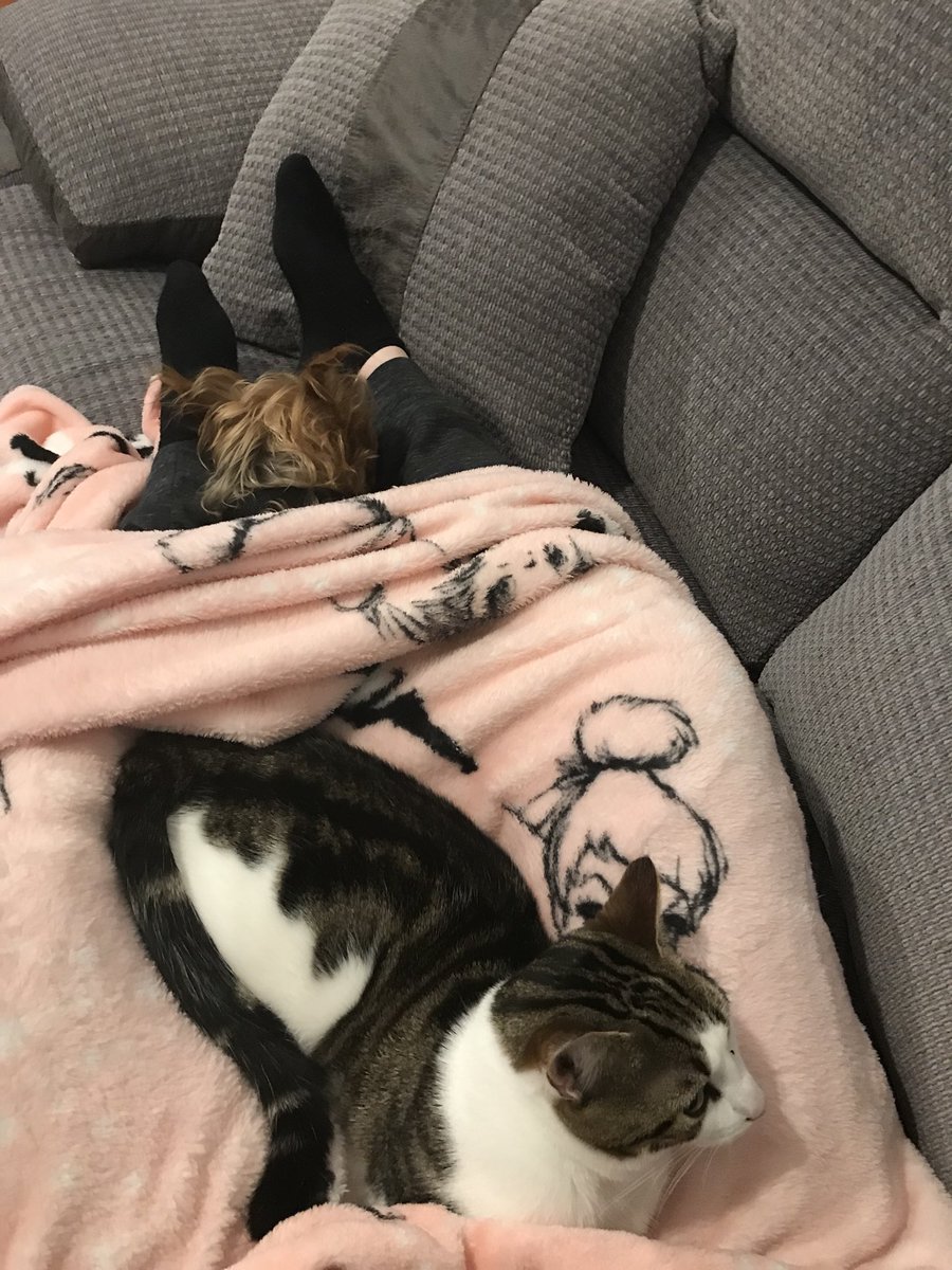 When it’s been a reallllllyyyyy long day at teaching. Great but long. And you get home and the boys want to be really close. So cute. Love my boys! #work #petsofinstagram #yorkie #tabbycat #kitten #lovemyboys
