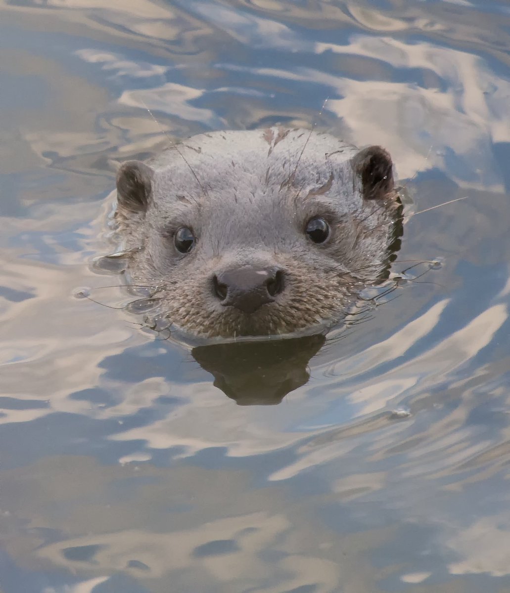 david alan bird tweet media