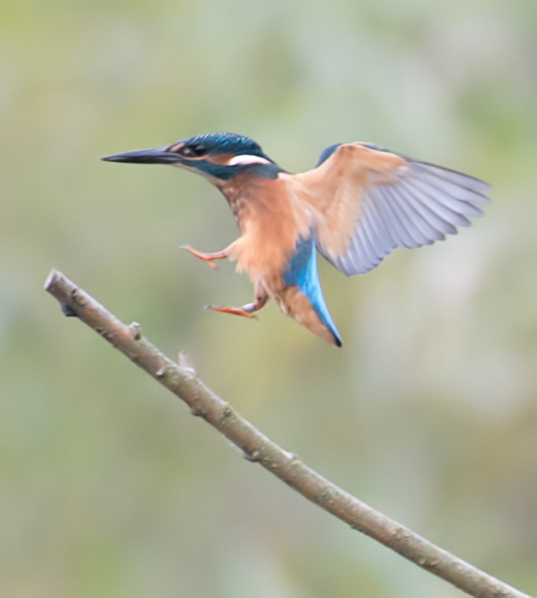 david alan bird tweet media