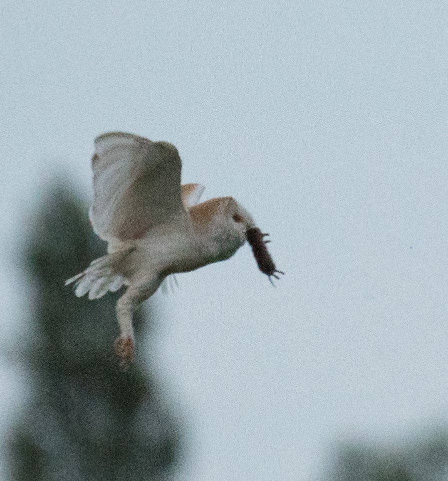 david alan bird tweet media