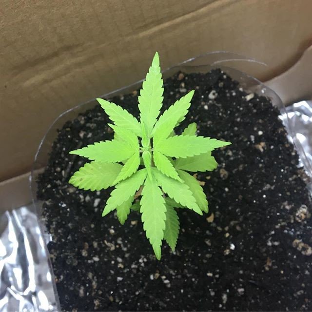 Loudgrower420's tweet photo. Cannabis Plant💚🔥 https://t.co/qhcGvfD1FZ