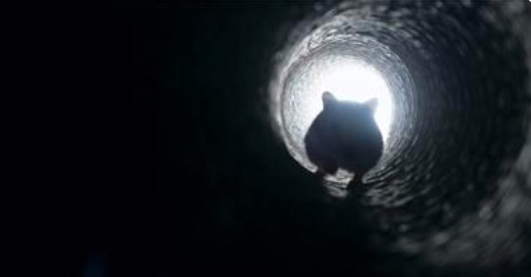 BugginOutRadio's tweet image. One of the most common way RODENTS enter your home is where utility pipes enter the home/building Seal cracks and crevices on the outside of the home using caulk, steel wool or even foam insulation!