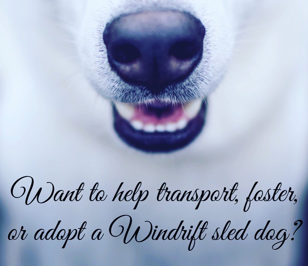 humanemushing's tweet photo. Are you interested in potentially transporting, fostering, or adopting one of the #Windrift Adventures sled dogs? We are starting a database to keep on file for when and if a mass-scale cruelty seizure happens. Please visit our Action Alerts page:

https://t.co/UOCc01qD1L https://t.co/h4jIoGj0YT