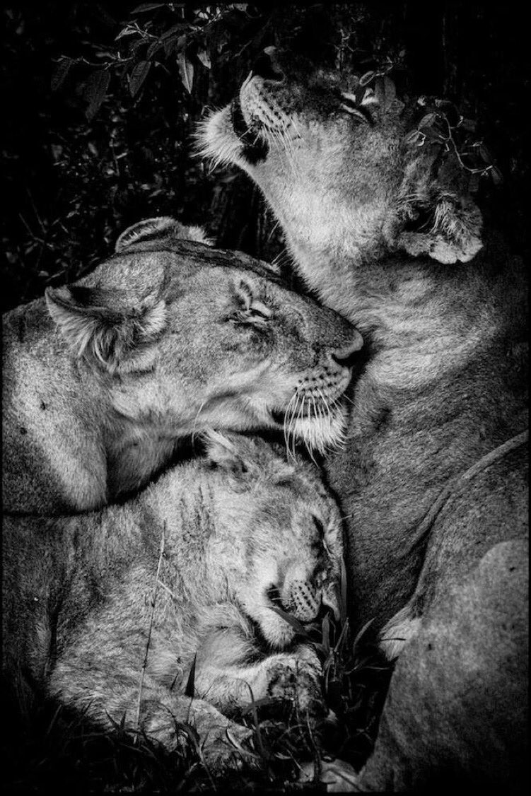 ChrisCharlotteG's tweet photo. We must protect the lions. #BigCats #PredatorsUnderThreat

@LaurentBAHEUX #wildAfrica https://t.co/rREmiXA24O