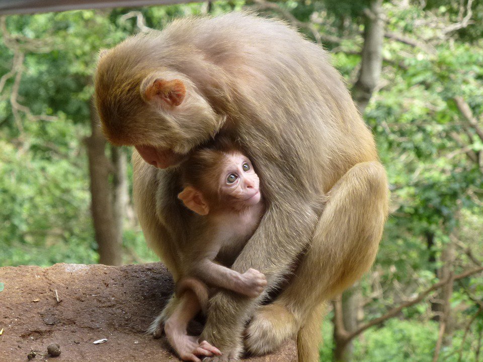 OmarAndalla's tweet photo. #biol1012bonus
If all arise from one cell, but where does Love(or emotion) Come From? https://t.co/OnBxFULbG2