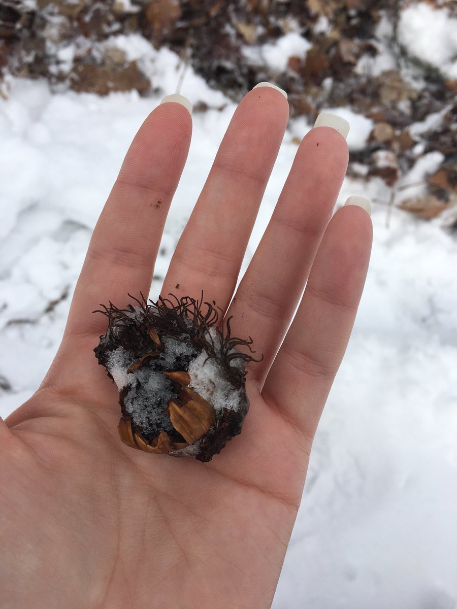 Erinege62's tweet photo. @ESFOakie @vmangeli1 Hunt for a Bur Oak in the cem was a success! Could only find remnants of their funky acorns though #nifkin #gooutside https://t.co/ib6BbPEv3h