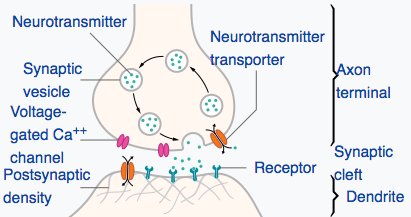 davrola's tweet image. #ArtificialSynapse for future miniaturized #BrainOnAChip devices; portable, low-power #Neuromorphic chips for pattern recognition and other machine-learning tasks buff.ly/2s2CidB