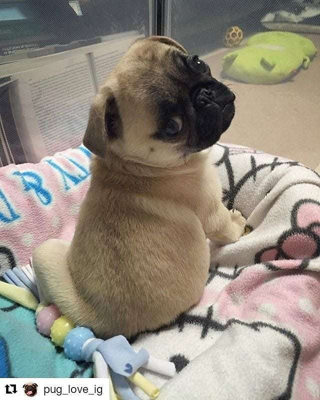dempugsthough's tweet photo. Shop for pug lovers in bio 👉 @dempugsthough 🐶 Worldwide shipping 🌍✈️. 💗Please follow us: @dempugsthough #gift #ideas #pug #doggosandpuppers #fun #happy #joyfultimes https://t.co/B8hoLrJ8WC https://t.co/5oHwoS2vY3