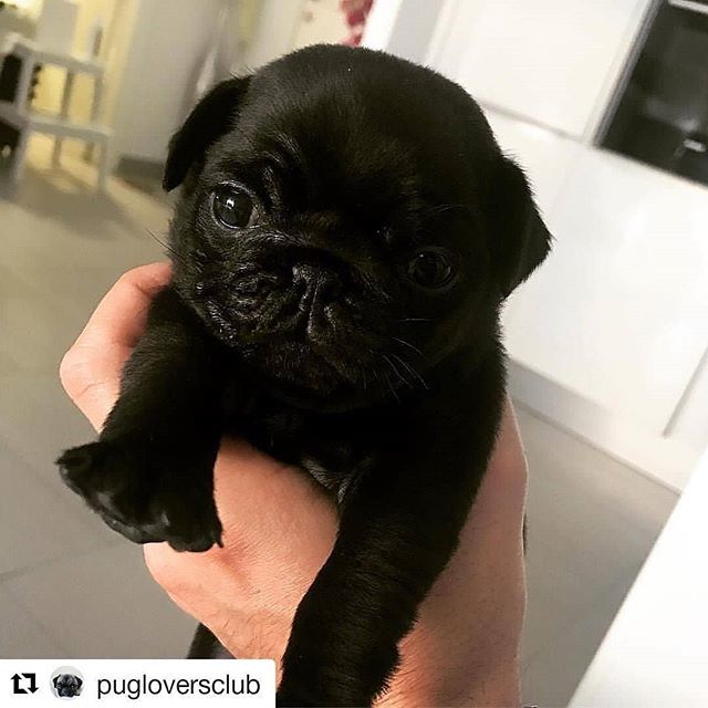 dempugsthough's tweet photo. Shop for pug lovers in bio 👉 @dempugsthough 🐶 Worldwide shipping 🌍✈️. 💗Please follow us: @dempugsthough #gift #ideas #pug #doggosandpuppers #fun #happy #joyfultimes https://t.co/9fofSec0E7 https://t.co/lG0T2guBdQ