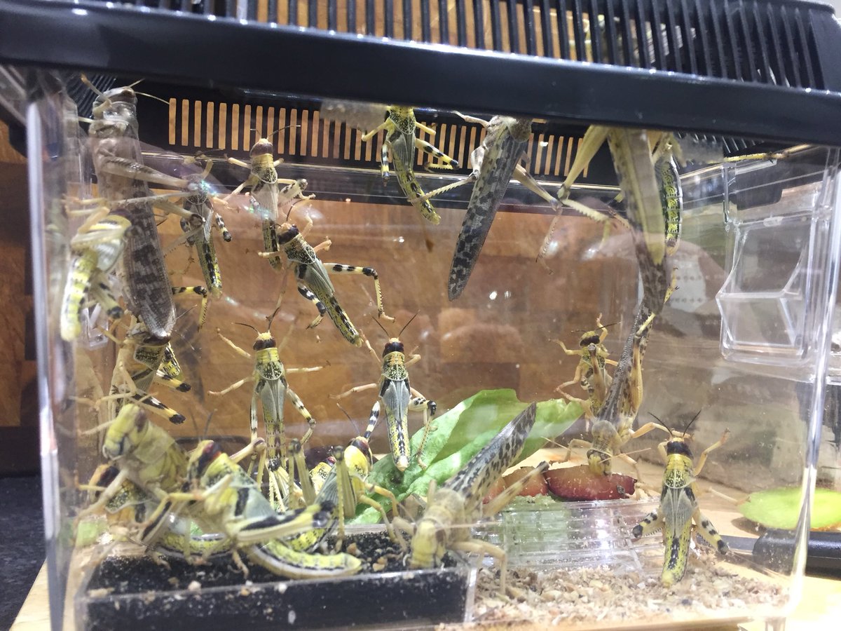 joj_marshall's tweet photo. Bugs for my boy https://t.co/JbCP2qIEY0