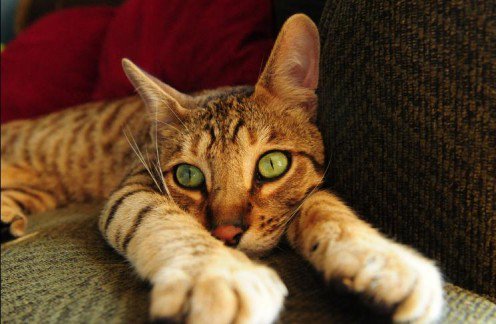 pethelpful.com/exotic-pets/ea…

7 Legal Exotic Pets That Are Easy to Care For