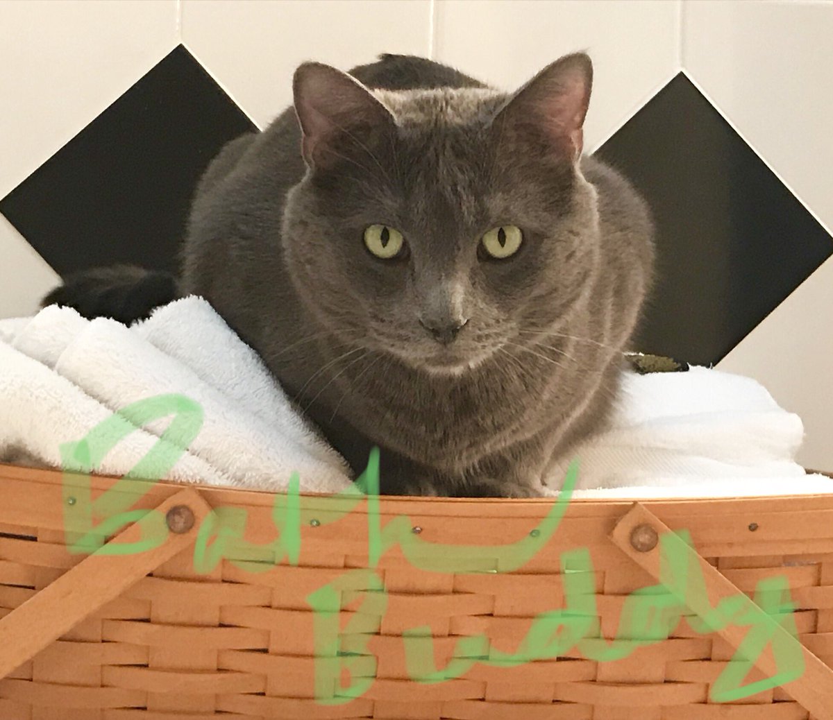 MeredithJRund's tweet photo. Making the most of a chilly Saturday afternoon. #BathSupplies #Baileys #Books #amreading #AnnPatchett #HappyCaturday #RussianBlue #fernando https://t.co/R837X9qpnf