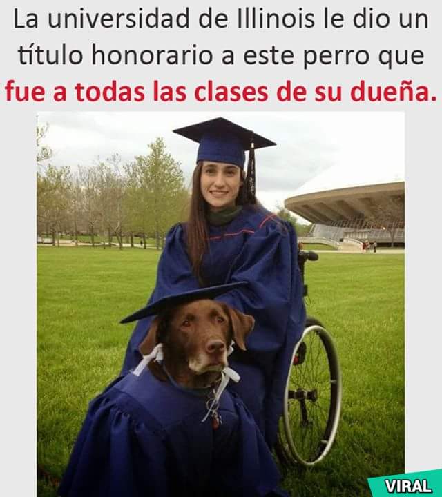 a_vimv's tweet photo. Guau! Literalmente hablando 🐕🐾🎓💖 #UniversitarioPerruno https://t.co/iY8JeJkXdv