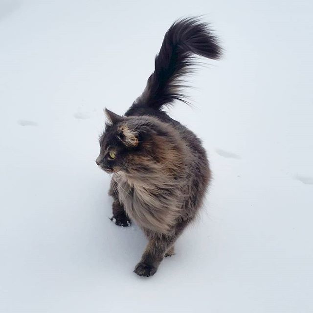 KitsuneSFC's tweet photo. My hair-blowing-in-the-wind meowdel pose!
.
.
.
.
.
#majestic #siberiancat #meow_beauties #followadventurecats #meowdel #magnificent_meowdel #catmeowdel #catmodel #catsofinstagram #catstagram #winter #snow #catsinsnow #white #cute #samecolortshirt #catur… https://t.co/GR8DvVC700 https://t.co/xrXKbyuQfJ
