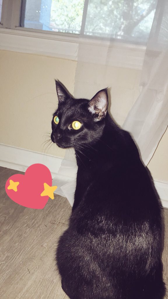 annecaylincox's tweet photo. Fun Fact! San Marcos is the only city in the world where my cat lives! His name is Pete 😸🐾 #FDOM18 #TXST https://t.co/UoocwPj0rW