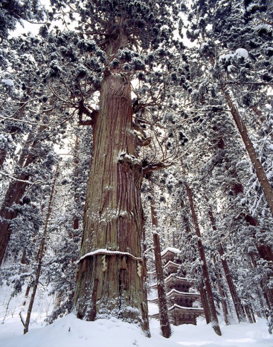 Cloaked in white: three Japanese old-growth trees in winter ow.ly/qeoS30iabWK
