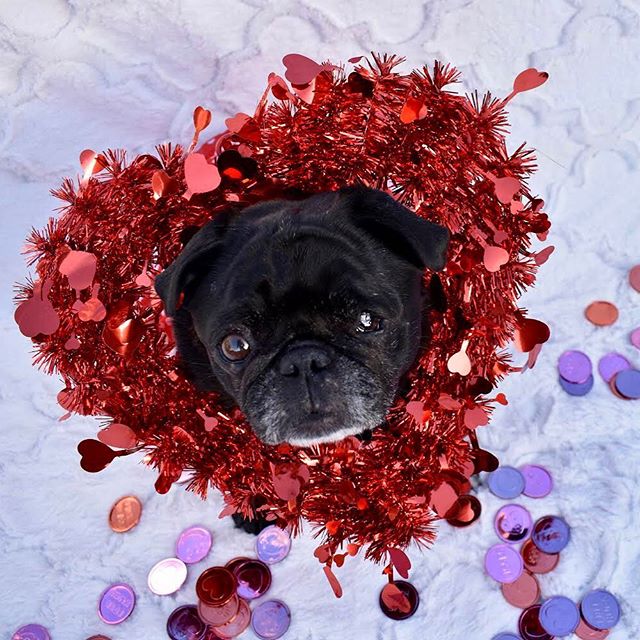 nursenebbie's tweet photo. #nebulathepotbellypug🐽 #smushyfacearmy #thegoodthebadandtheuglyface #saltandpepperpug #organicpetboutique #pugnotes #nebbie🐽 https://t.co/RQRJZCeZoZ