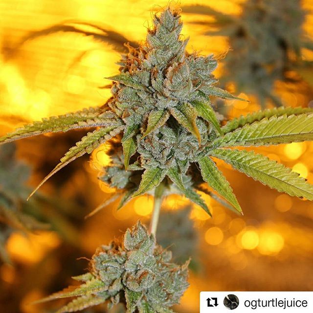 loompafarms's tweet photo. Another fine specimen! #LHB #UnderdogOG ππ½ππ½#Repost @ogturtlejuice
γ»γ»γ»
Loompas headband putting out that gas β½οΈ #lhb #cycogrown #cyconutrients #mammothmicrobes #silicium #underdogog https://t.co/z9E8RXqKSN https://t.co/IUbEj0ZqLx