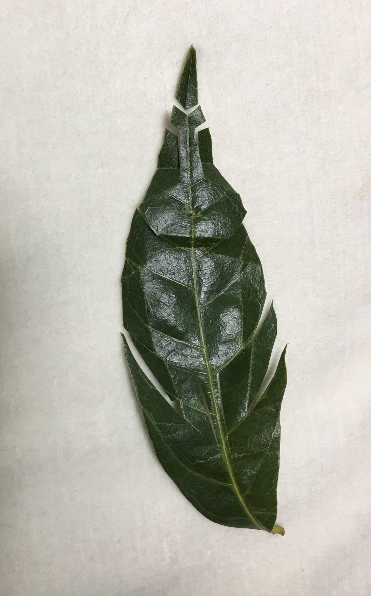Inori シラカシの葉でカブトムシを作りました 切り込みは葉脈を頼りに入れています 夏よりも冬の葉っぱの方が作りやすいような気がして 最近シラカシのカブトムシやクスノキのノコギリクワガタをよく作っています 作り方はこちらです T