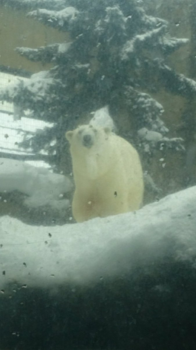 つっちぃー旅行記 けもフレなか卯のサーバルちゃんに会いに行く旅 旭山動物園 日帰り Togetter つっちぃー旅行記 けもフレなか卯のサーバルちゃんに会いに行く旅 旭山動物園 日帰り Togetter