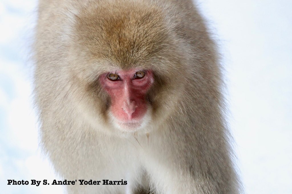 I Try to go up the mountain once a month and always find some new portrait or something interesting there Snow monkey park Nagano Japan #canonuser  #instagramjapan #canonjapan #canon1dxmarkii #canon1dxmarkii  #snowmonkey #japanesewildlife 
#jigokudanimonkeypark #canon600mm