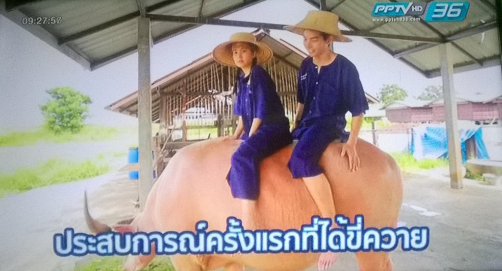 sasi_loveaholic's tweet photo. เนสท์ได้ขี่ควายครั้งแรก แวะทานอาหาร และนำเงินจากภารกิจสามพันไปทำบุญกัน 🙏 #Uraceเที่ยวต้องเท่ #urace3 #NestNisachol https://t.co/8VeyrBjHud