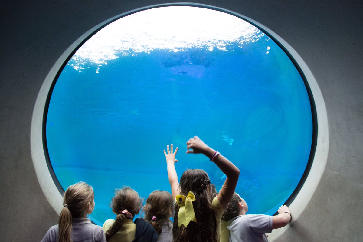 AmyS_01's tweet photo. So much joy and wonder @FrostScience #fieldtrip #Miami #Wearetitanstrong @TrueNorthSchool #theylovescience #grade3 https://t.co/Mbfb5p079x