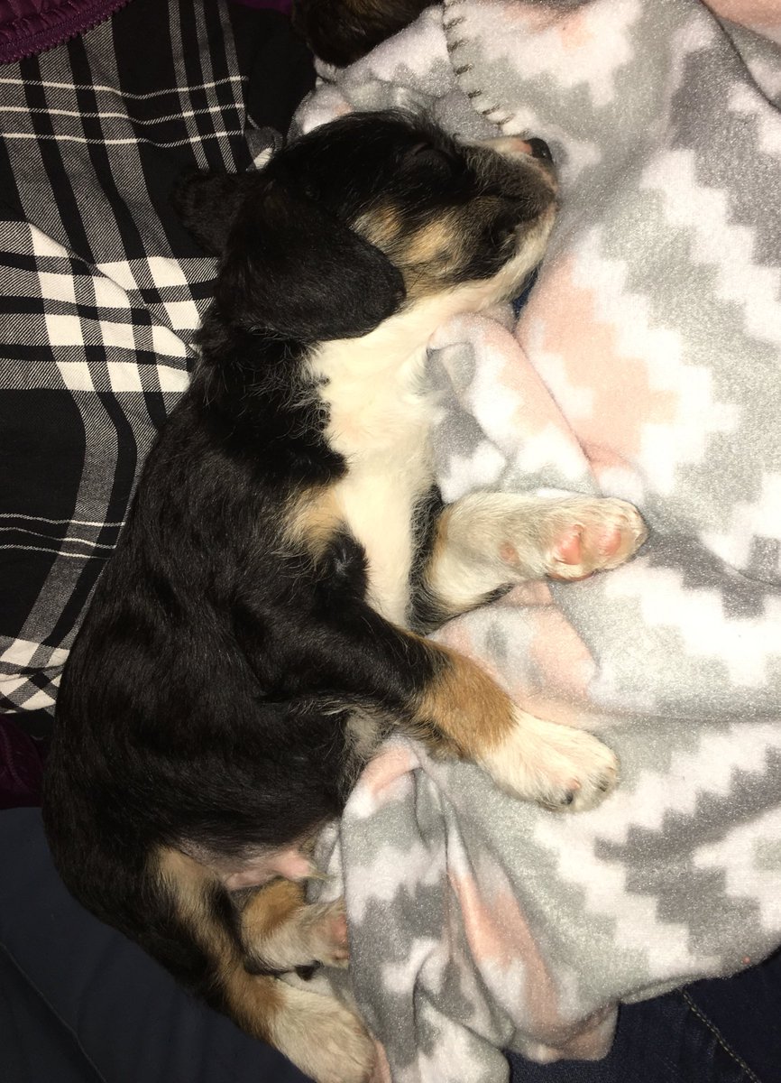 MackyNumberA's tweet photo. @zktburg is at the “I-had-some-vodka-and-am-now-crying-about-how-cute-our-new-puppy-is-gonna-be” phase of the night.  🐶 https://t.co/njrOgvVRev