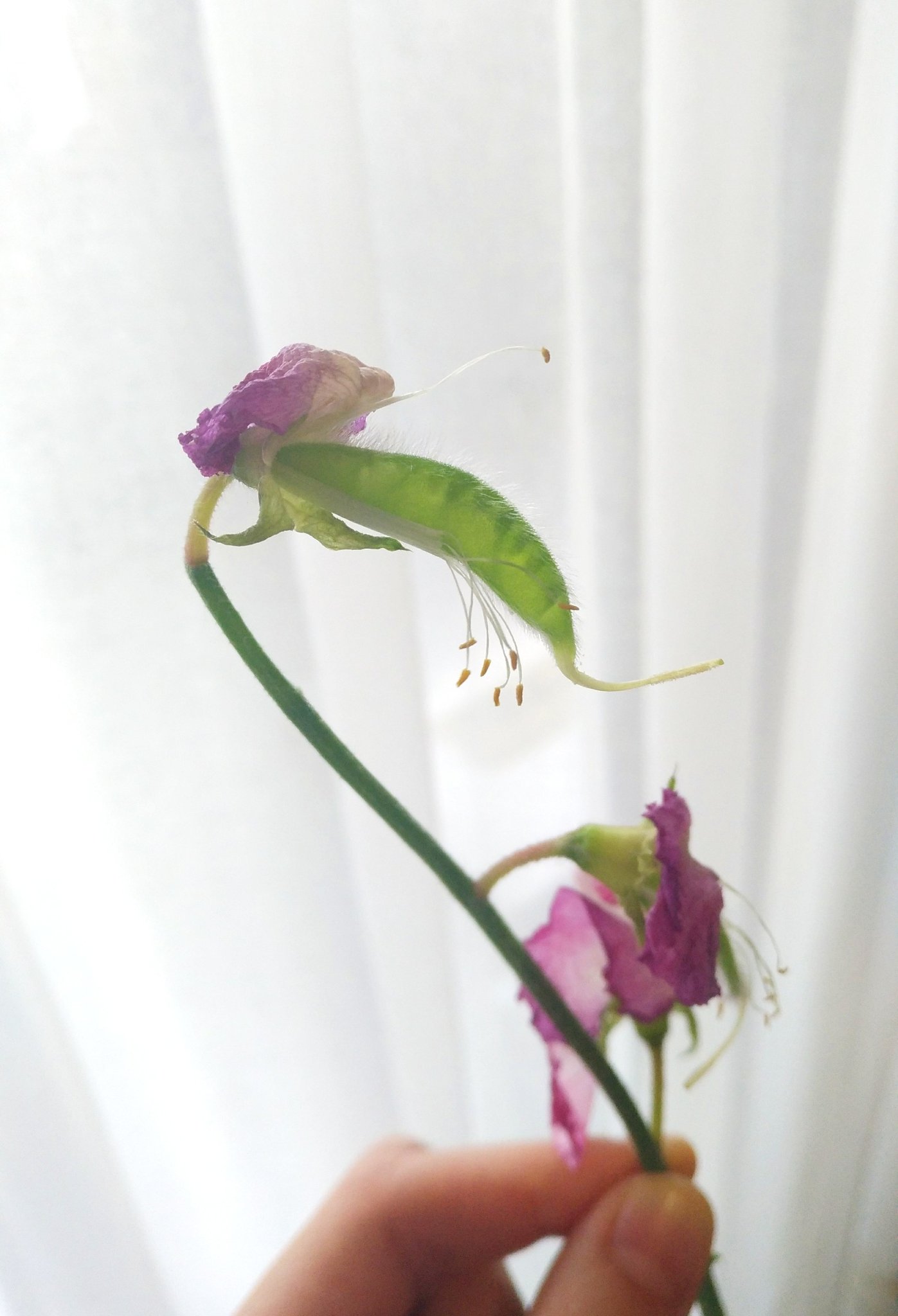 鐵 百合奈 Twitter पर お花の水切りしてて発見 豆が出来てる 捨てずにそっと花瓶に戻した 笑 スイートピーです 切り花の T Co Diybjqhxi6 Twitter